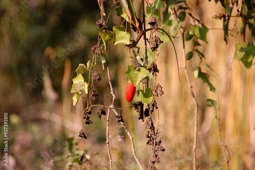 Ripe red Ivy Gourd fruit (Scientific name: Coccinia grandis) over  blurred background photo