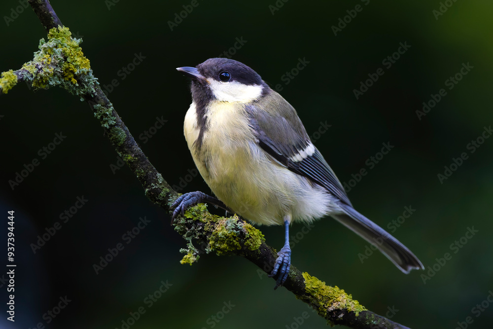 Great Tit Perched on Branch: A Vibrant Woodland Songbird Great Tit Perched on Branch: A Vibrant Woodland Songbird