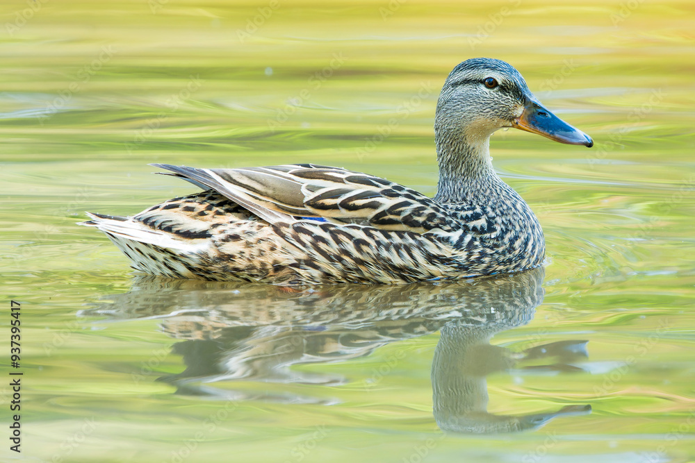Mallard Duck Relaxing on a Serene Lake Mallard Duck Relaxing on a Serene Lake