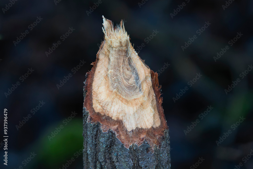 Beaver Bites
