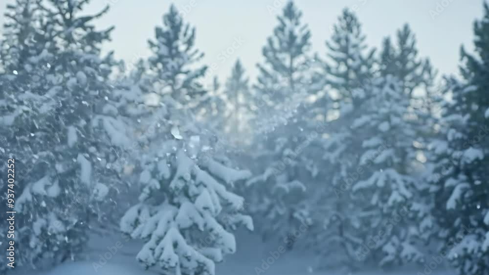 Snowflakes drifting gently through a serene winter forest filled with snow-covered trees at dawn Snowflakes drifting gently through a serene winter forest filled with snow-covered trees at dawn