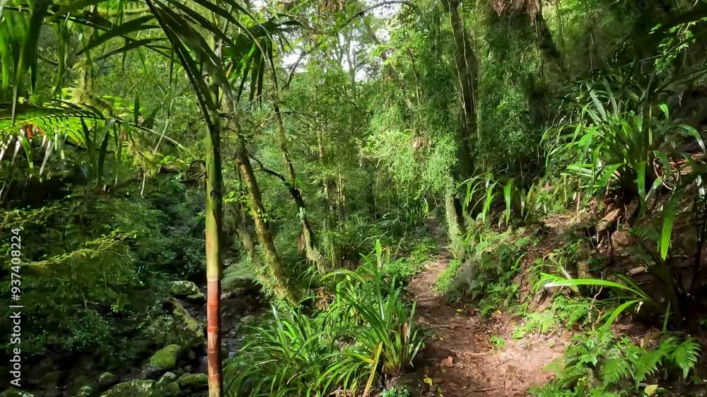 Foggy Lush Green Ancient Forest in Queensland’s Gondwana Rainforests, Lamington National Park, Australia Foggy Lush Green Ancient Forest in Queensland’s Gondwana Rainforests, Lamington National Park, Australia