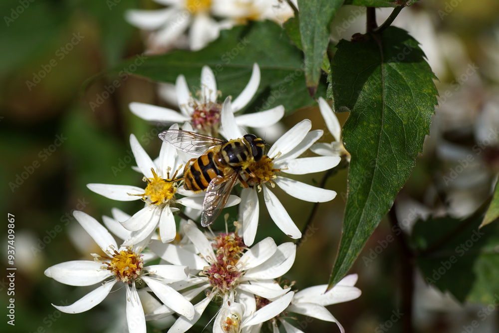Closeup Batman hoverfly (Myathropa florea) on flowers of white Woodland Aster, White wood aster (Aster divaricatus syn Eurybia divaricata). Summer, Dutch garden Closeup Batman hoverfly (Myathropa florea) on flowers of white Woodland Aster, White wood aster (Aster divaricatus syn Eurybia divaricata). Summer, Dutch garden