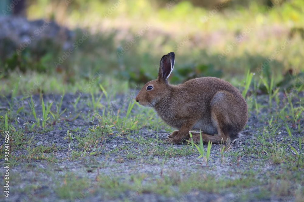 Fototapeta premium 芝生で寛ぐ可愛いうさぎ