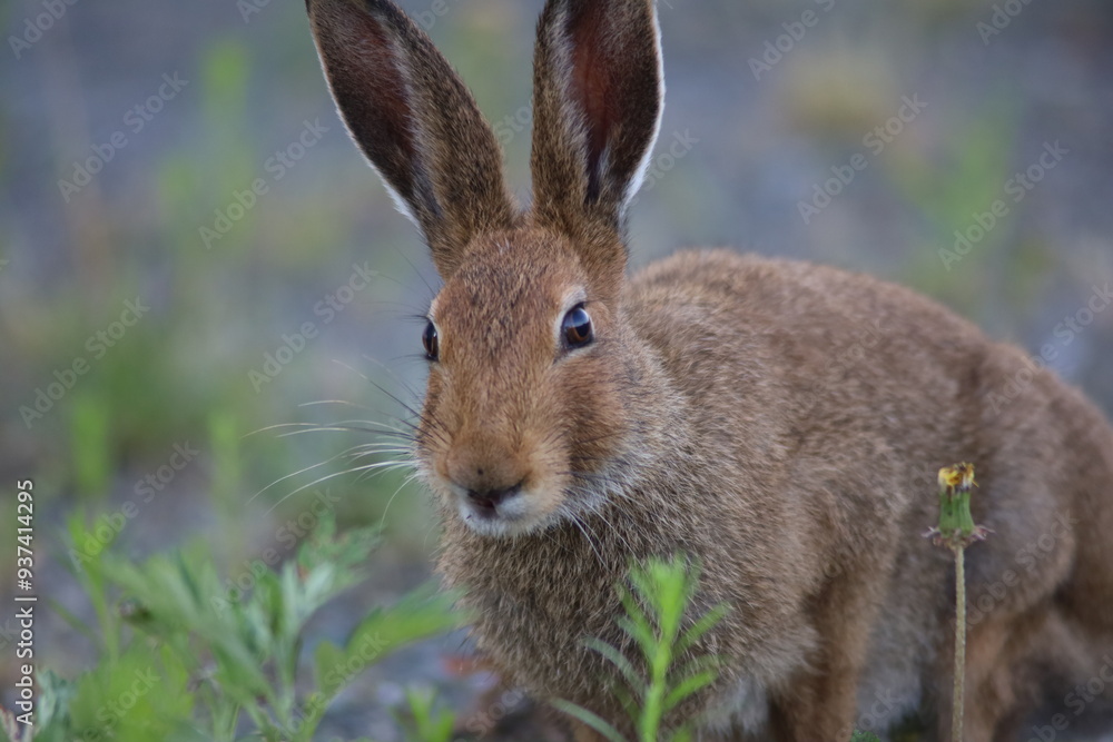 Fototapeta premium 芝生で寛ぐ可愛いうさぎ