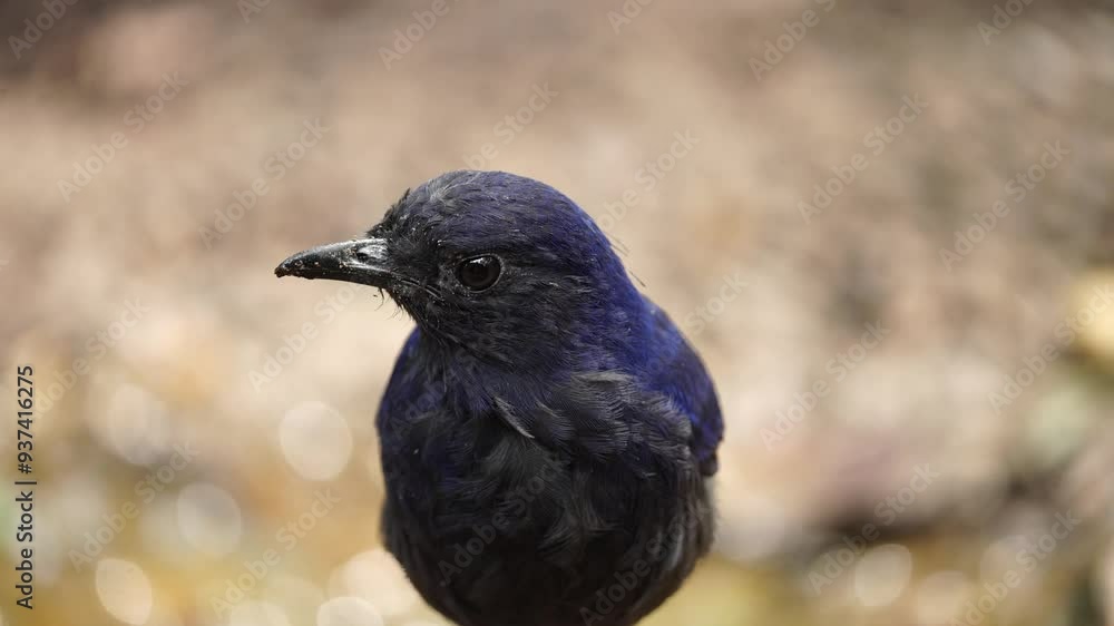 close up face of Javan whistling thrush or myophonus glaucinus bird appears in front of the camera close up face of Javan whistling thrush or myophonus glaucinus bird appears in front of the camera