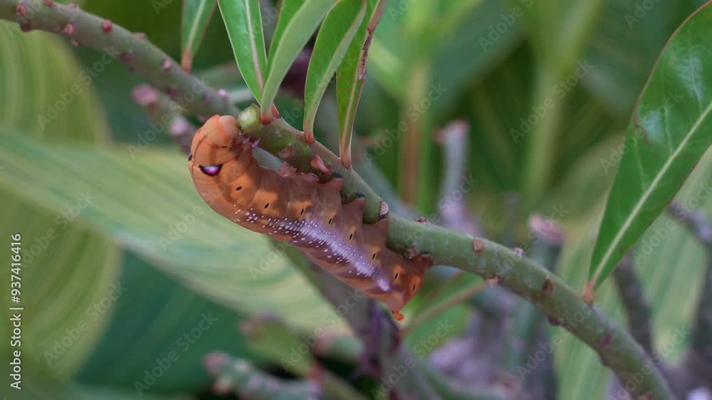 Time-lapse close up shot of an oleander hawk-moth caterpillar with distinctive eyespot and segmented body, clings to the plant, feeding on the fresh green stem and leaves in its natural habitat. Time-lapse close up shot of an oleander hawk-moth caterpillar with distinctive eyespot and segmented body, clings to the plant, feeding on the fresh green stem and leaves in its natural habitat.