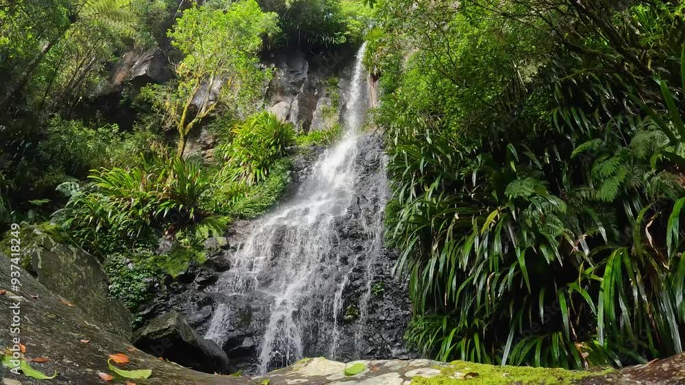 Toolona Falls, nestled in Lamington National Park's Gondwana Rainforests, Popular Tourist Destination and Australia World Heritage Area Toolona Falls, nestled in Lamington National Park's Gondwana Rainforests, Popular Tourist Destination and Australia World Heritage Area