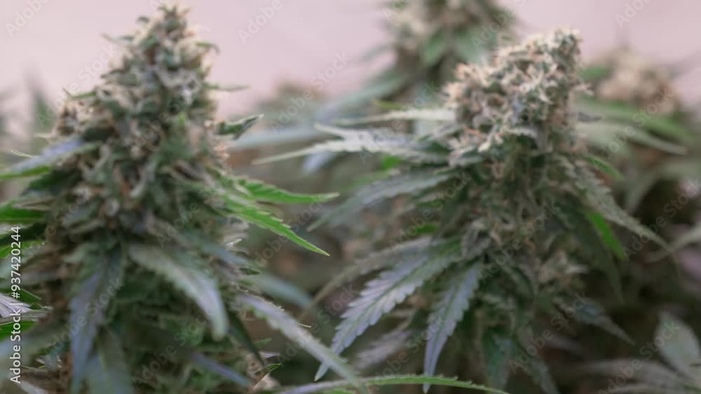 Shot of a cannabis plants growing in a grow tent during flowering stage Shot of a cannabis plants growing in a grow tent during flowering stage