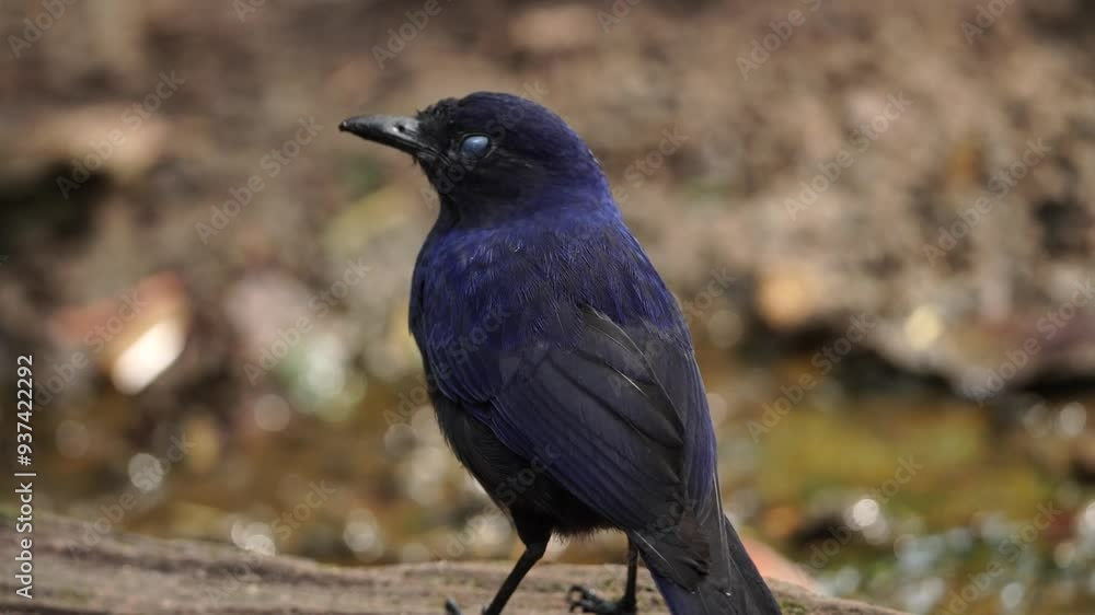 close up of a Javan whistling thrush or myophonus glaucinus from behind standing with a small flowing backgound close up of a Javan whistling thrush or myophonus glaucinus from behind standing with a small flowing backgound