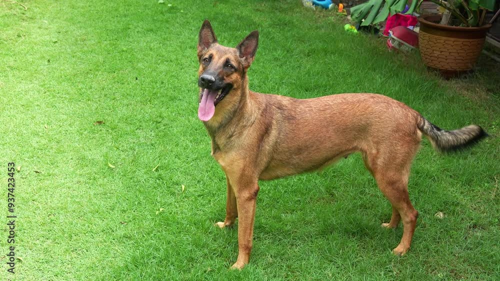 A smart and energetic Belgian Shepherd, canis lupus familiaris, playing fetch with its pet owner in the backyard of the house, close up shot. A smart and energetic Belgian Shepherd, canis lupus familiaris, playing fetch with its pet owner in the backyard of the house, close up shot.