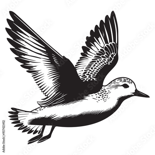 Sanderling Silhouette - Sanderling Bird Clipart,  Calidris alba Design, Sanderling flying Illustration in black and white
