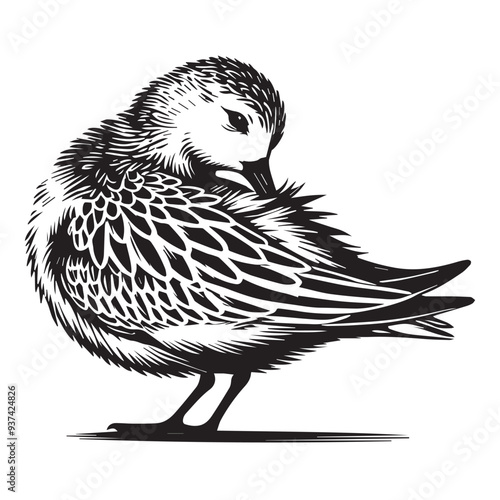 Sanderling Silhouette - Sanderling Bird Clipart,  Calidris alba Design, Sanderling preening feathers Illustration in black and white