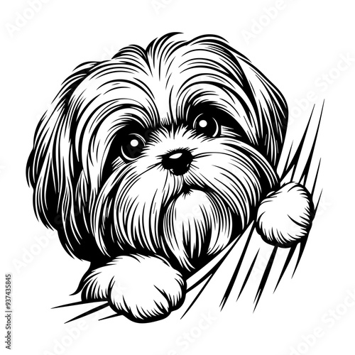 Shih Tzu  Designs, Shih Tzu Dog Clipart, Cute Puppy SVG PNG, Cricut Files for Pets, Dog Lover Vector, Shih Tzu Silhouette