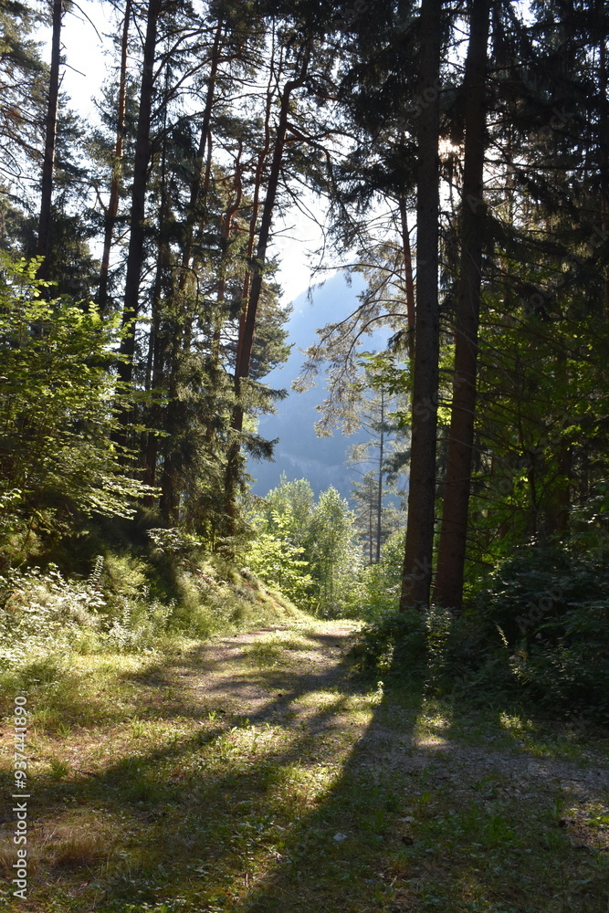 Fototapeta premium Waldweg