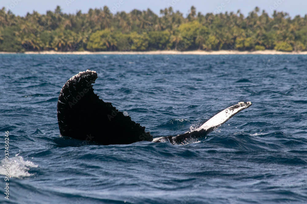 Obraz premium humpback whale tail