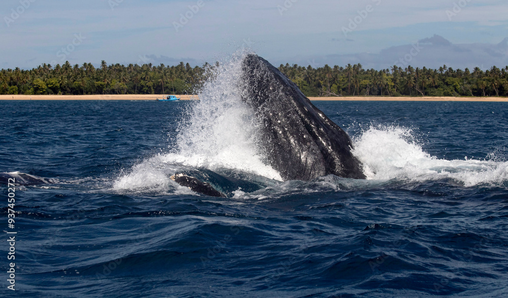 Fototapeta premium whale jumping in water