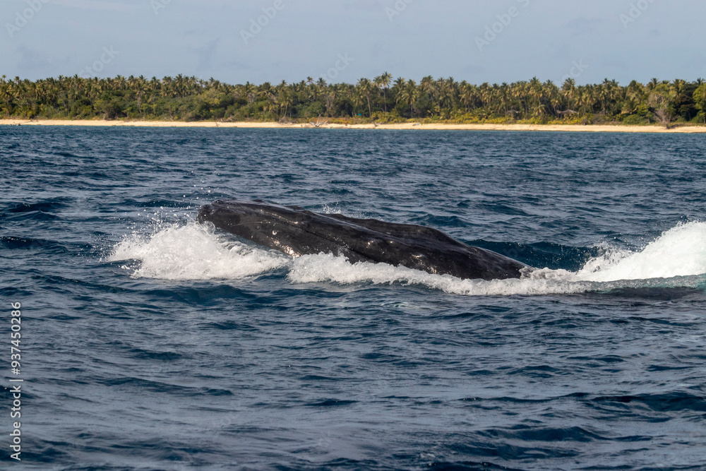 humpback whale humpback whale