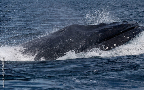 whale in the sea