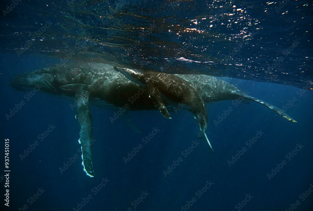 Fototapeta premium Humpback whale swimming