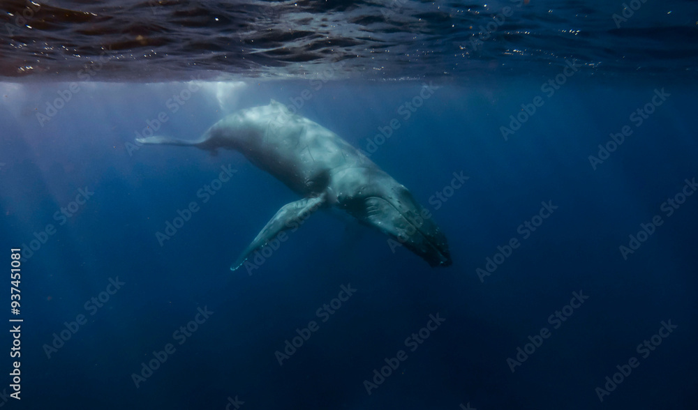 Obraz premium Humpback whale swimming