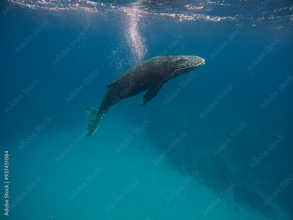 Obraz premium Humpback whale swimming
