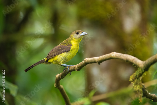 Female Flame-rumped Tanager Ramphocelus flammigerus on mossy stick against green background photo