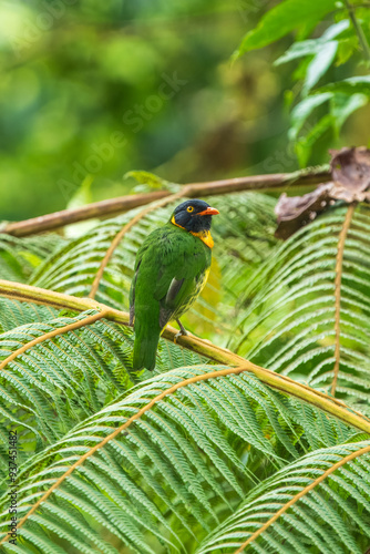 Orange-breasted Fruiteater Pipreola jucunda, on the branch in cloud forest Ecuador photo