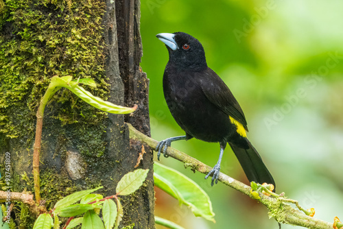 Male Flame-rumped Tanager Ramphocelus flammigerus on mossy stick against green background photo