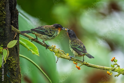 Rufous-throated tanager (Ixothraupis rufigula) is a species of bird in the family Thraupidae. It is found in Colombia and Ecuador.