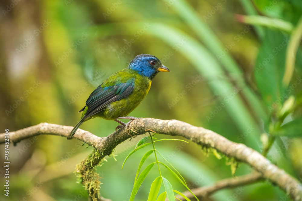 Moss-backed Tanager - Bangsia edwardsi, beautiful colored tanager from western Andean slopes, Amagusa, Ecuador. Moss-backed Tanager - Bangsia edwardsi, beautiful colored tanager from western Andean slopes, Amagusa, Ecuador.