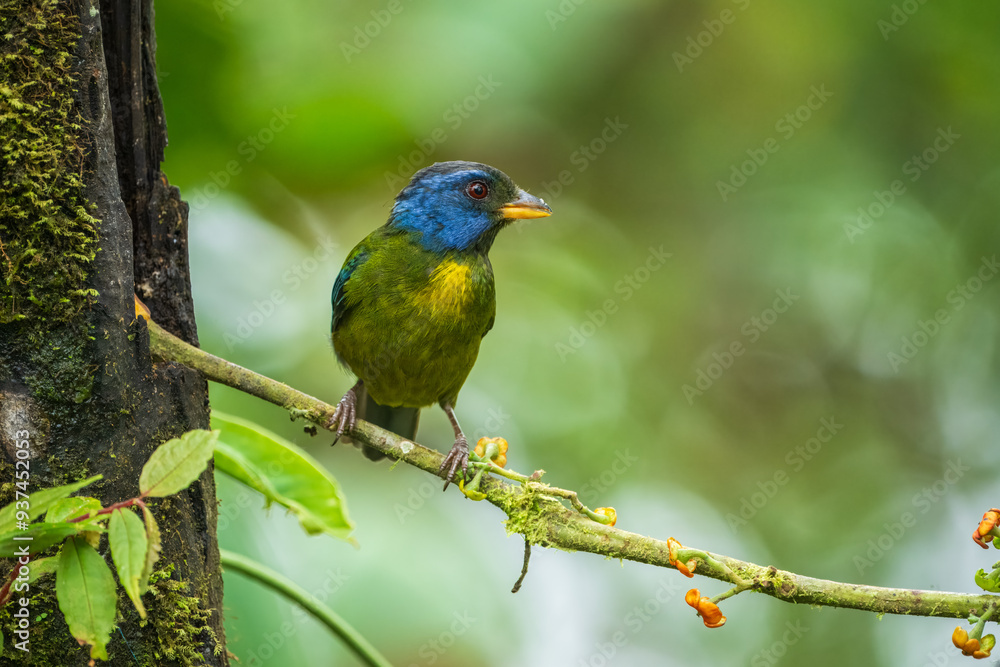 Moss-backed Tanager - Bangsia edwardsi, beautiful colored tanager from western Andean slopes, Amagusa, Ecuador.