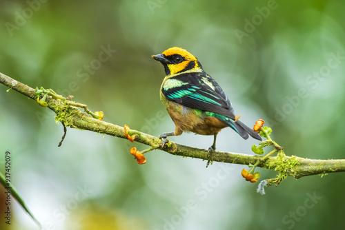 Flame-faced tanager, Tangara parzudakii, sitting on beautiful mossy branch. Bird from Mindo, Ecuador. Birdwatching in South America. Animal in the green forest. Tropic bird in the jungle forest.