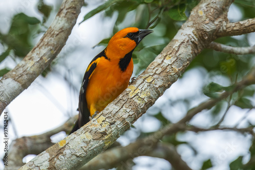 Wallpaper Mural Altamira Oriole Icterus gularis, Large bright orange oriole with thick dark bill, found in open shrubby woodland.  Torontodigital.ca