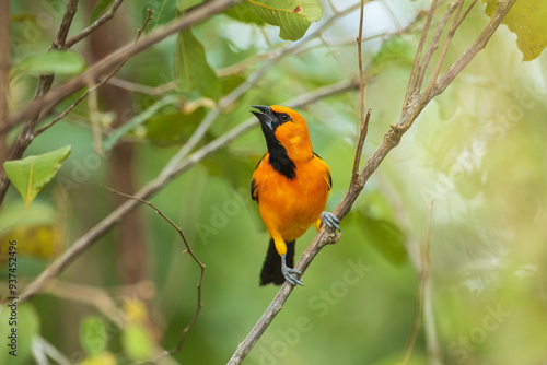 Εκτύπωση καμβά Altamira Oriole Icterus gularis, Large bright orange oriole with thick dark bill, found in open shrubby woodland