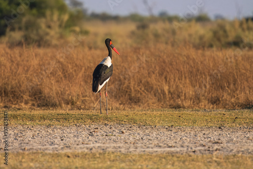 The saddle-billed stork or saddlebill (Ephippiorhynchus senegalensis) is a large wading bird in the stork family, Ciconiidae photo