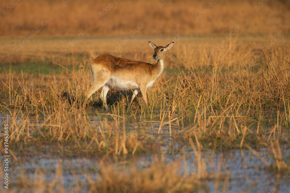 Naklejka premium Lechwe, Kobus leche, antelope in the golden grass wetlands. Lechve running in the river water, Okavango delta, Botswana in Africa. Wildlife scene from nature. 