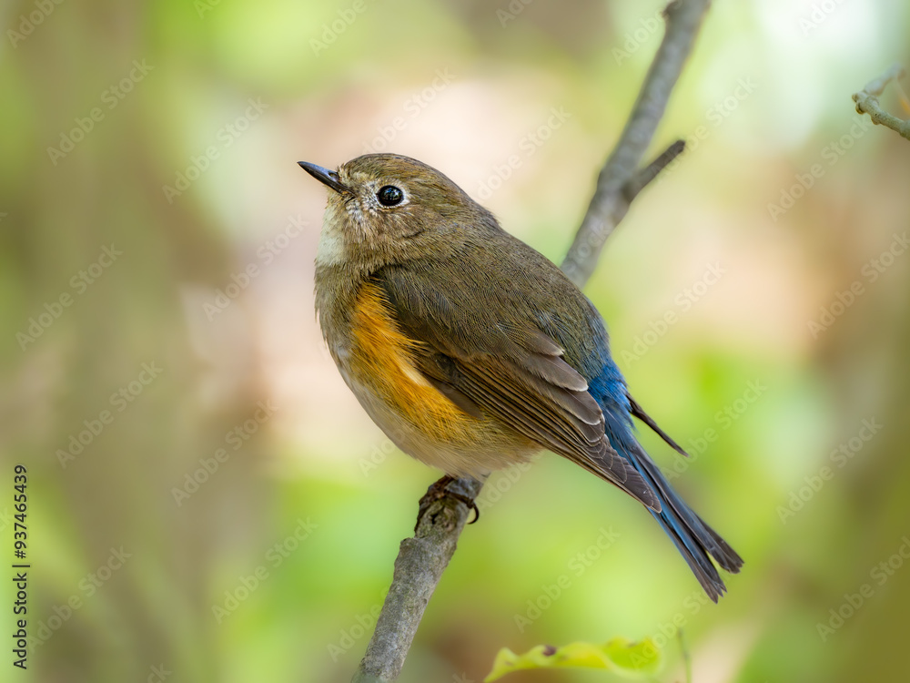 森の中の暗い木陰で枝に留まって周りを見渡しているルリビタキ