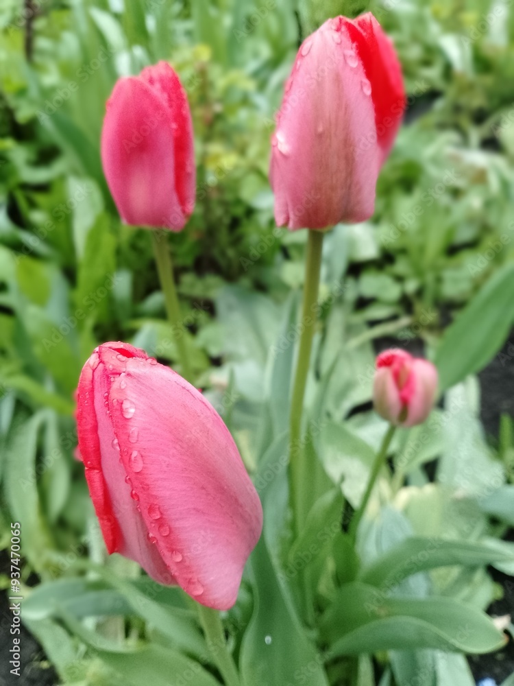 Naklejka premium flowers - spring beauty of the garden