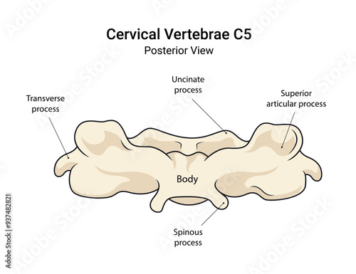 Anatomy of Cervical Vertebrae C5 Posterior View