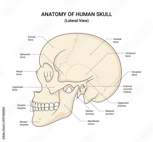 Anatomy of Human Skull Lateral View