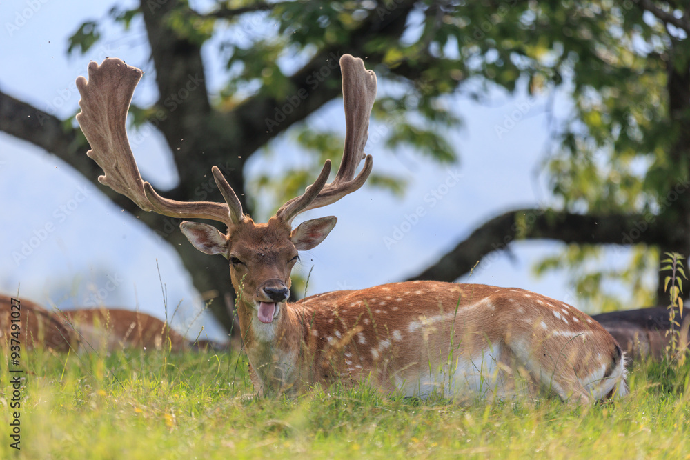 Naklejka premium New Forest wild deer near Dolomites, Italy.