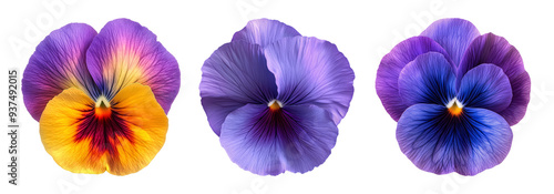 Set of pansy flowers isolated on transparent background. Vibrant and colorful floral elements, perfect for gardening, decoration, and nature imagery.