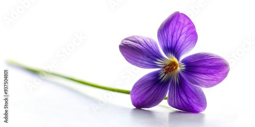 delicate fragile violet petals isolated white background crisp sharp focus studio photography still life photo