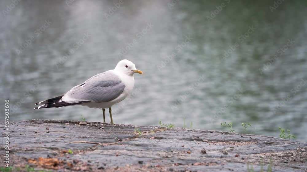 Common Gull (Larus canus) by a lakeside Common Gull (Larus canus) by a lakeside