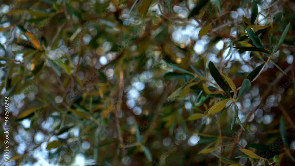 Close up olive tree leaves. Slow motion 4K Close up olive tree leaves. Slow motion 4K