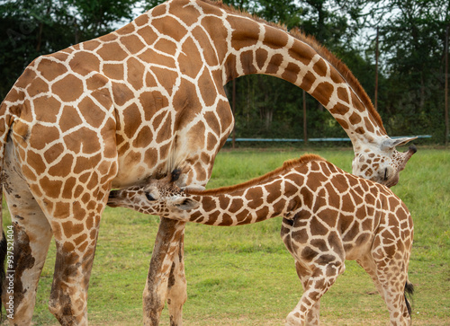 Giraffe mother nuzzling calf in grassy enclosure, displaying distinctive spotted patterns. photo