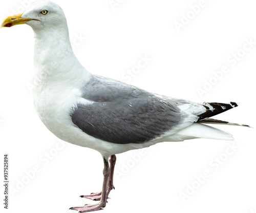 Silbermöwe 