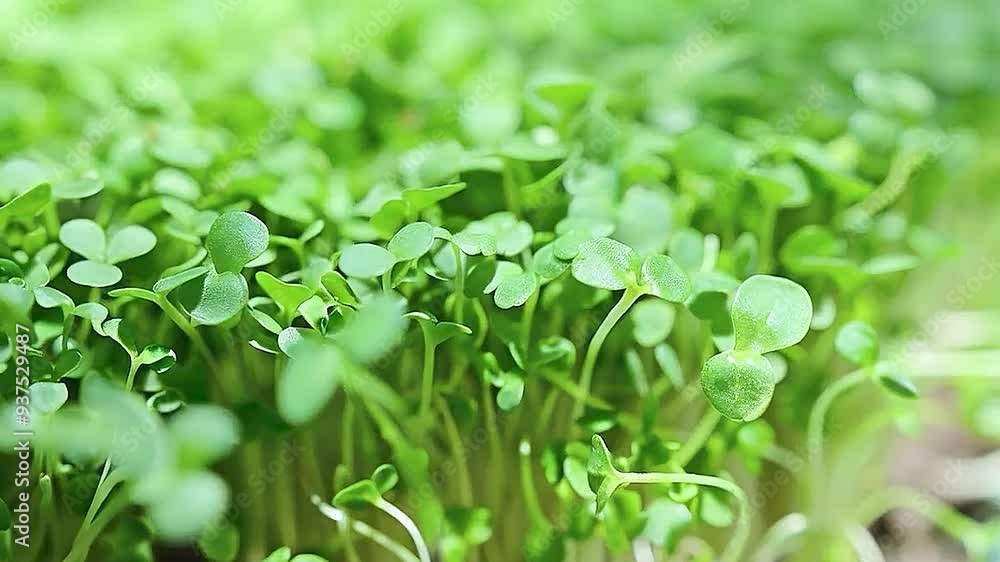 microgreens growing in a garden microgreens growing in a garden
