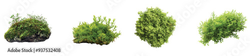 Lush green moss varieties growing on dark stones in nature, on the Transparent background, PNG Format